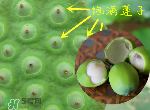 新鮮蓮子有什么功效？新鮮蓮子一次吃多少？