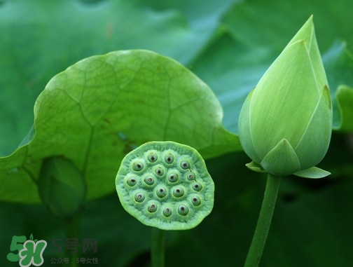 新鮮蓮蓬可以去胎毒嗎？蓮蓬煮水可以去胎毒嗎？