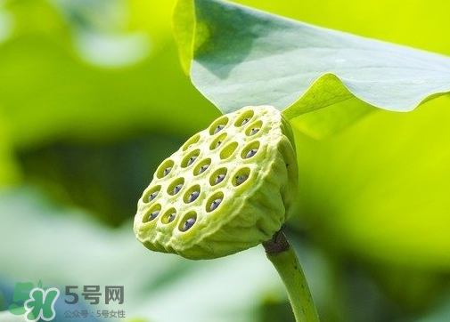 新鮮蓮蓬可以去胎毒嗎？蓮蓬煮水可以去胎毒嗎？