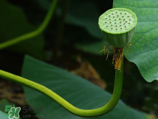 新鮮蓮蓬可以去胎毒嗎？蓮蓬煮水可以去胎毒嗎？