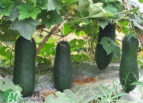 2017冬瓜多少錢一斤？冬瓜多少錢一斤2017？