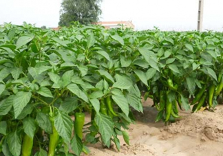 7月份可以種辣椒嗎？7月播辣椒種多長時(shí)間能栽？