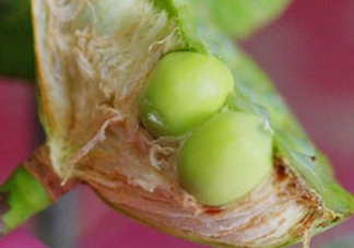 新鮮蓮子可以直接吃嗎？生蓮子可以直接吃嗎？