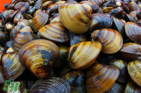 黃蜆子多少錢一斤？河蜆子多少錢一斤