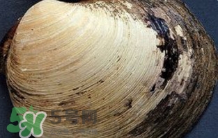 蜆子是蛤蜊嗎？蜆子和文蛤怎樣區(qū)別