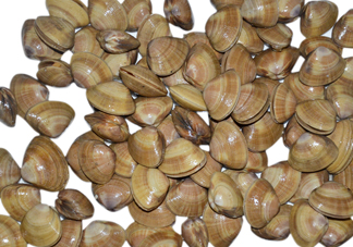 蜆子是花甲嗎？蜆子是海鮮嗎？