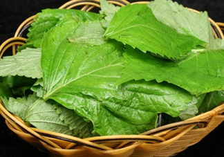 新鮮紫蘇葉怎么吃？紫蘇葉的吃法
