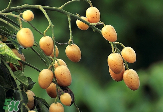 黃皮果什么品種最好吃？黃皮果吃多了會(huì)怎樣