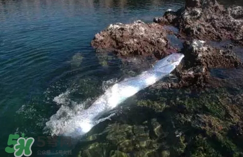 皇帶魚多少錢一斤？皇帶魚的價格