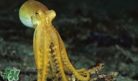 八帶魚怎么洗？八爪魚怎么處理干凈