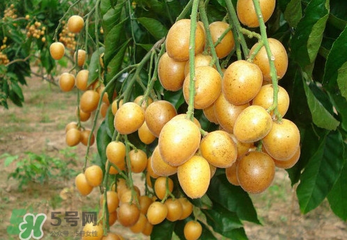 黃皮果什么品種最好吃？黃皮果吃多了會(huì)怎樣