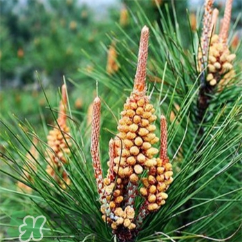 松花粉的副作用 松花粉的注意事項(xiàng) 松花粉的副作用 松花粉的注意事項(xiàng)