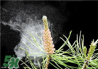 松花粉的副作用 松花粉的注意事項(xiàng) 松花粉的副作用 松花粉的注意事項(xiàng)