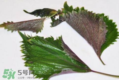 新鮮紫蘇葉怎么吃？紫蘇葉的吃法