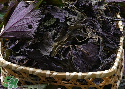 紫蘇是什么植物？紫蘇是發(fā)物嗎？