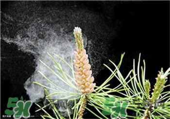 松花粉什么時(shí)候吃最好?花粉過敏的人可以吃松花粉嗎? 松花粉什么時(shí)候吃最好?花粉過敏的人可以吃松花粉嗎?