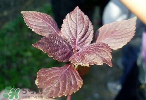 紫蘇葉能經(jīng)常泡茶喝嗎？紫蘇葉與蘇葉一樣嗎