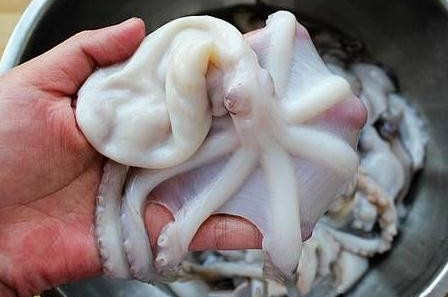 章魚是魚嗎？章魚有什么營養(yǎng)價值？