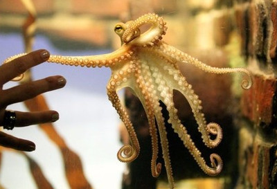 章魚是魷魚嗎？章魚和魷魚有什么區(qū)別