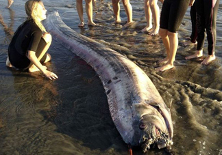 皇帶魚吃什么？皇帶魚吃人嗎？