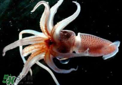 章魚是烏賊嗎？章魚與烏賊的區(qū)別