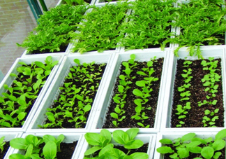 入伏種什么菜？入伏適合種哪些蔬菜？