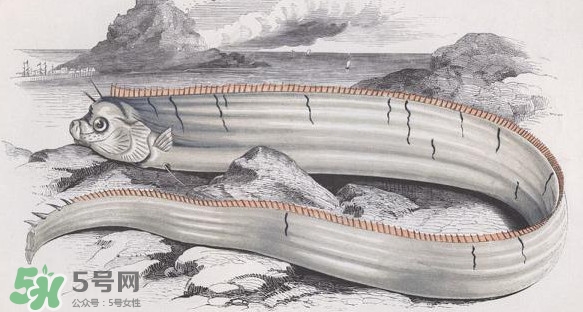 皇帶魚多少錢一斤？皇帶魚的價格