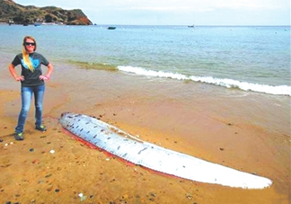 皇帶魚好吃嗎？皇帶魚和帶魚的區(qū)別