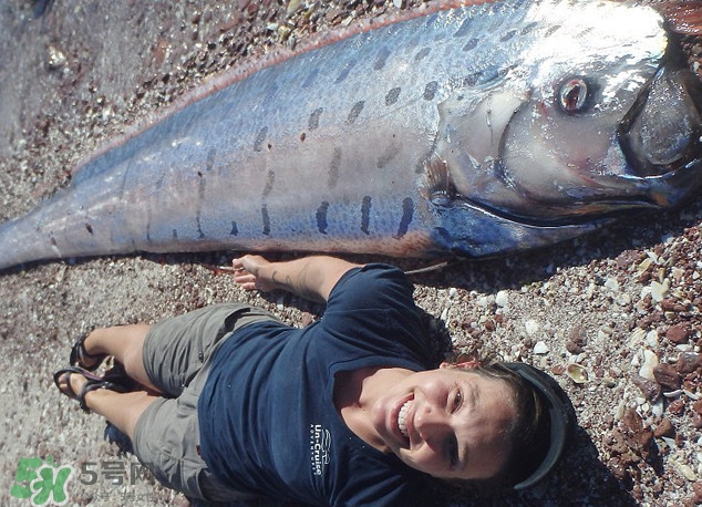 皇帶魚(yú)最長(zhǎng)有多長(zhǎng)？皇帶魚(yú)的恐怖傳說(shuō)