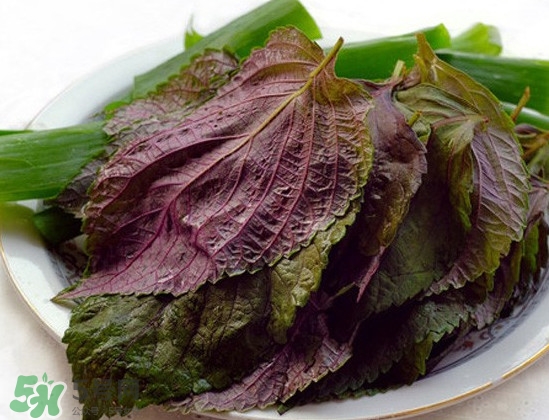 新鮮紫蘇葉怎么吃？紫蘇葉的吃法