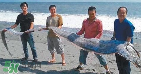 皇帶魚多少錢一斤？皇帶魚的價格