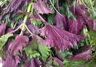 紫蘇是什么植物？紫蘇是發(fā)物嗎？