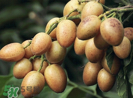 黃皮是涼性水果嗎？黃皮是哪里的特產(chǎn)