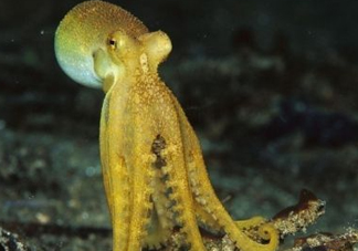 八帶魚怎么洗？八爪魚怎么處理干凈