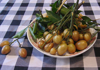 黃皮果什么品種最好吃？黃皮果吃多了會(huì)怎樣