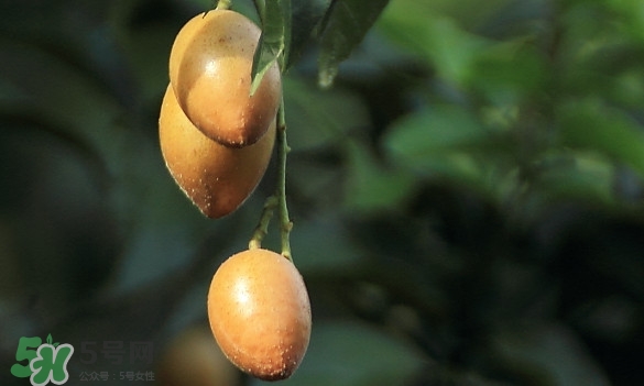 黃皮果什么品種最好吃？黃皮果吃多了會(huì)怎樣