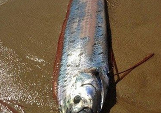 皇帶魚多少錢一斤？皇帶魚的價格