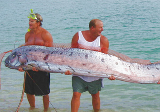 皇帶魚可以吃嗎？皇帶魚是帶魚的一種嗎