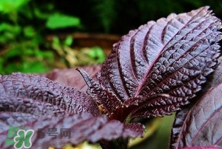 紫蘇葉能經(jīng)常泡茶喝嗎？紫蘇葉與蘇葉一樣嗎