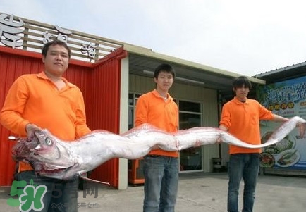 皇帶魚好吃嗎？皇帶魚和帶魚的區(qū)別