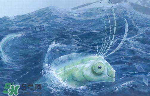皇帶魚可以吃嗎？皇帶魚是帶魚的一種嗎