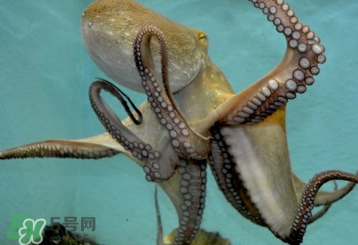 章魚是烏賊嗎？章魚與烏賊的區(qū)別