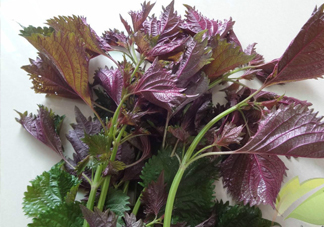 紫蘇和羅勒是一種東西嗎？紫蘇葉對(duì)人體有什么好處