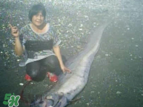 皇帶魚好吃嗎？皇帶魚和帶魚的區(qū)別