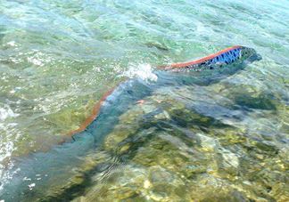 皇帶魚最長有多長？皇帶魚的恐怖傳說