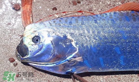 皇帶魚吃什么？皇帶魚吃人嗎？