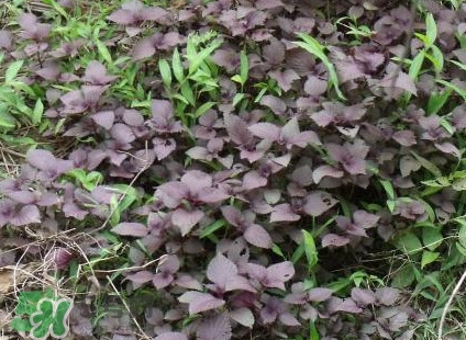 紫蘇葉能經(jīng)常泡茶喝嗎？紫蘇葉與蘇葉一樣嗎