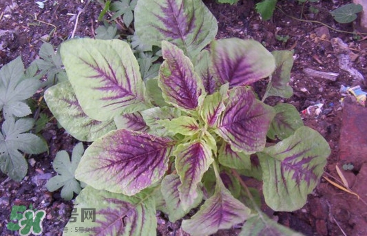 紫蘇是莧菜嗎？紫蘇和莧菜的區(qū)別