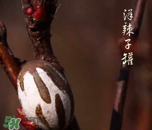 洋辣子罐怎么吃？洋辣子罐有什么營養(yǎng)價值