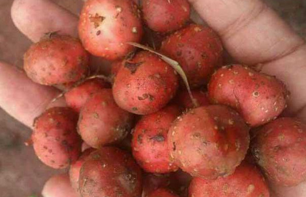 野地瓜哪里可以買到？哪個地方有種植野地瓜的